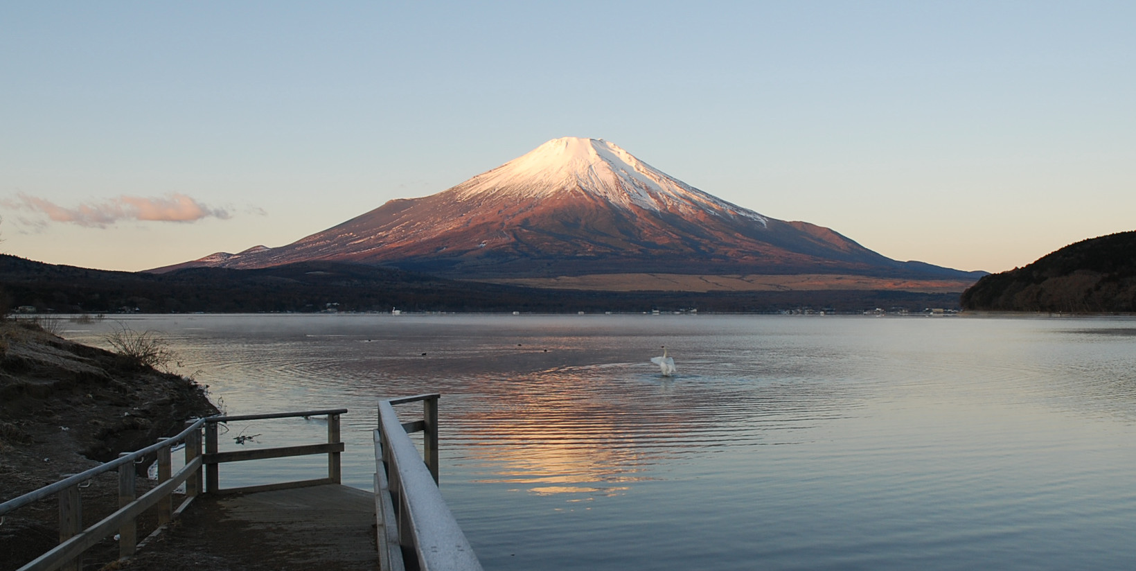 白鳥が平野の浜に戻ってきていました❤